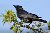 Fish Crow