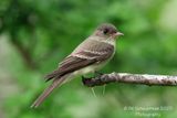 Eastern Wood Pewee