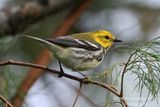 Black-throated Green Warbler