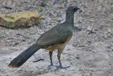 Plain Chachalaca