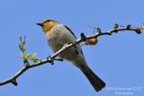 Verdin