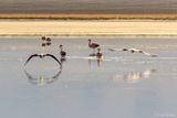 _DSC1103_vignettes.jpg