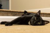 9/8/2022  Koji