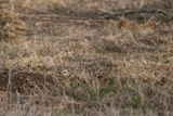 11/27/2022  Burrowing owl