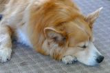 REST IN PEICE, BELLA