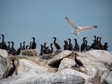 Gulls and Cormorants on Georgian Bay