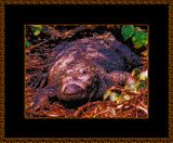 f.o.m.-Sandbox-1743 = Croc 101 D x.jpg