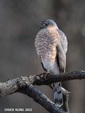 DSC_2905-800.jpg
