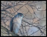 DSC_3690-800.jpg