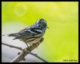 DSC_4160-800.jpg