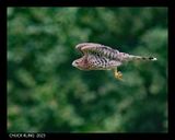 DSC_5858-800.jpg