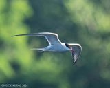 DSC_0466-800.jpg