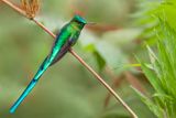 Long-tailed Sylph
