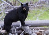 Black Bear