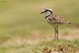 Madagascar Plover
