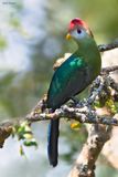 Red-crested Turaco 