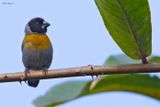 White-collared Oliveback (Munias, Parrotfinches, Waxbills, and Allies)