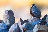 Montezuma Quail 