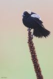 Bobolink