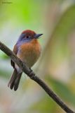 Rufous-capped Nunlet
