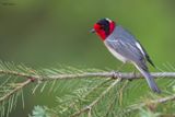 Red-faced Warbler