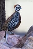 Montezuma Quail 
