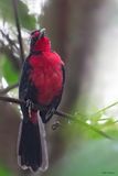 Rosy Thrush-Tanager