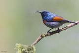 Rufous-winged Sunbird (Spiderhunters and Sunbirds)