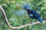 Sclaters Crowned Pigeon