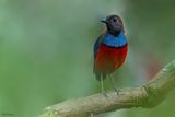 South Papuan Pitta