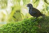 Papuan Logrunner (Logrunners)