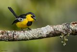 Black-breasted Boatbill 