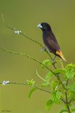 Black Munia