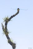 King of Saxony Bird-of-paradise