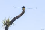 King of Saxony Bird-of-paradise 