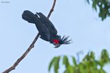 Palm Cockatoo (Cockatoos)
