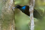 Growling Riflebird