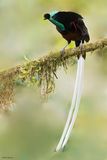 Ribbon-tailed Astrapia 