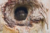 Barred Owlet Nightjar