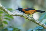 Hooded Pitohui