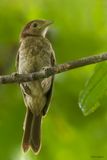 White-bellied Pitohui