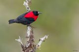 Red-collared Myzomela