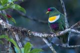 White-bibbed Fruit-Dove