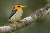 Yellow-billed Kingfisher