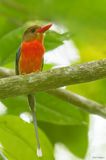 Brown-headed Paradise Kingfisher