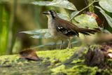 Papuan Scrub-Robin