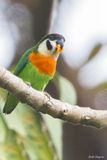 Dusky-cheeked Fig Parrot