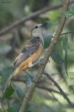 Fawn-breasted Bowerbird