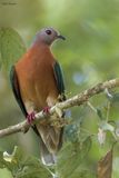 Purple-tailed Imperial-Pigeon 
