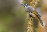 Belfords Melidectes